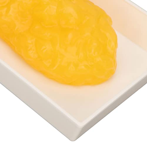Fat Tissue Model,Authentic Human Body Fat Replica, Anatomical Model Human Body Fat Replica 1lb Demonstratie Model Fat Tissue for Nutritionist Science Cursus for Medical 4