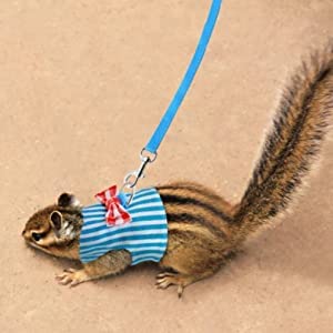 Hondentuig, verstelbare kattentuig, kleine dierlijke borst band voor Ferret, Guinee Varkens, Konijnen, Hamsters, Puppies, Kittens Kleding, Accessoires (M) 3