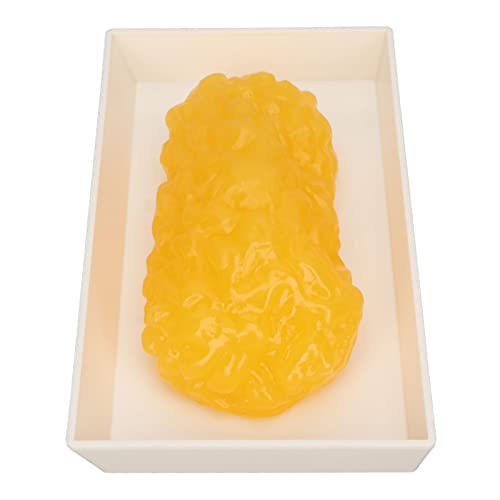Fat Tissue Model,Authentic Human Body Fat Replica, Anatomical Model Human Body Fat Replica 1lb Demonstratie Model Fat Tissue for Nutritionist Science Cursus for Medical