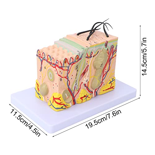 35X Vergroot Simulatie Human Skin Block Model, Human Skin and Hair Organ Anatomy Model Anatomical Anatomy Medical, Demontage Puzzel Assembling Speelgoed Medische Wetenschap Lestool 5
