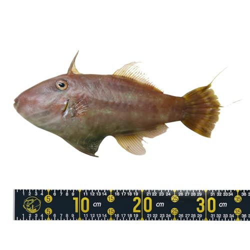 130 cm Lijmlijn Vissen Tape Meetlint Waterdicht voor Vissen, Boot, Kayak, Werkbank, Groen 5