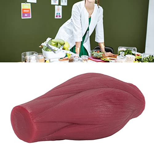 1 lb Menselijk lichaam Muscle Replica Model, Muscle Replication Model voor Nutritionist Enthousiaste Atleet Fitness - Realistische Textuur 4