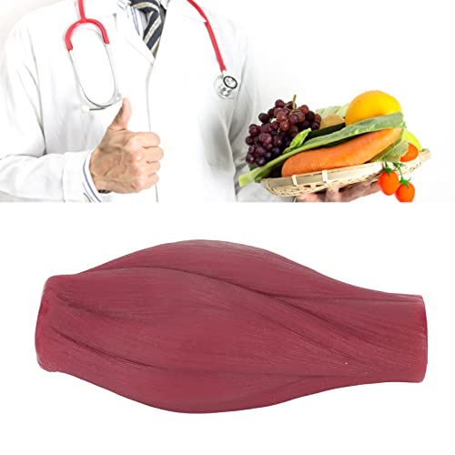 1 lb Menselijk lichaam Muscle Replica Model, Muscle Replication Model voor Nutritionist Enthousiaste Atleet Fitness - Realistische Textuur