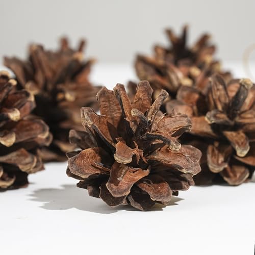 Nature Pine Cones Kerstmis Pine Cones Ornament met Cord Rustieke Sneeuw dennen kegels hangen Pine kegels ornamenten voor de herfst Thanksgiving Winter kerstboom decoraties (Brown) 5