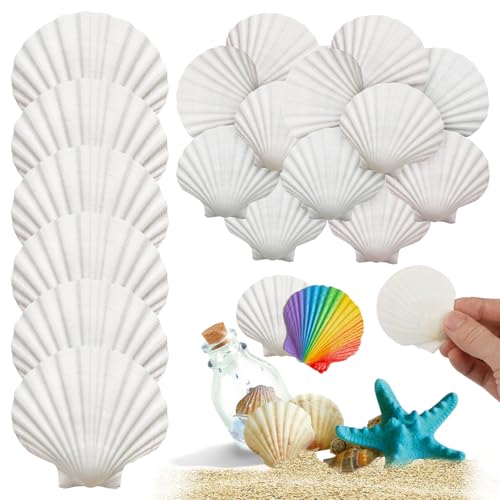 25 st. Natural White Scallop, 5-7cm Decoratieve grote natuurlijke schelpen, Duurzaamheid Natuurlijke Shell Dishes voor DIY ambachten, ambachten, bruiloft, decoratie, Strand Themafeest