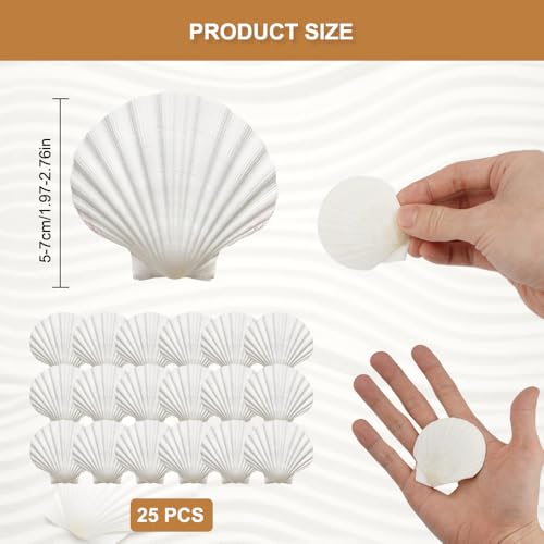 25 st. Natural White Scallop, 5-7cm Decoratieve grote natuurlijke schelpen, Duurzaamheid Natuurlijke Shell Dishes voor DIY ambachten, ambachten, bruiloft, decoratie, Strand Themafeest