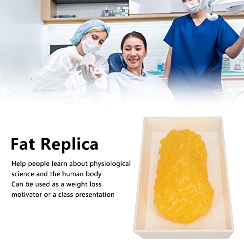 Fat Tissue Model,Authentic Human Body Fat Replica, Anatomical Model Human Body Fat Replica 1lb Demonstratie Model Fat Tissue for Nutritionist Science Cursus for Medical
