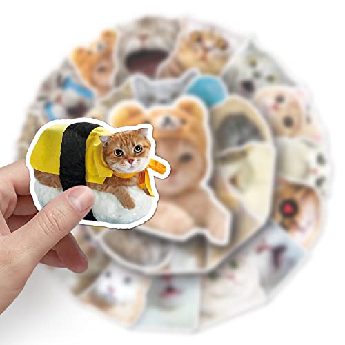 Meme Cat Sticker Set Stickers Kids Tieners 50 stuks Dieren Waterdichte Vinyl Stickers Laptop Skateboard Koffer Helm Auto Fiets mobiele telefoon Motorrijwiel Scrapbook 3