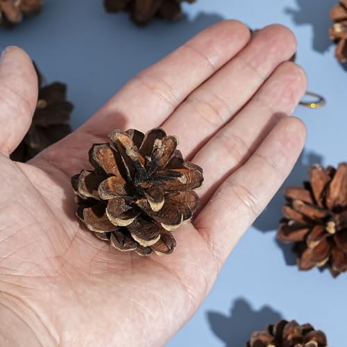 Nature Pine Cones Kerstmis Pine Cones Ornament met Cord Rustieke Sneeuw dennen kegels hangen Pine kegels ornamenten voor de herfst Thanksgiving Winter kerstboom decoraties (Brown) 3