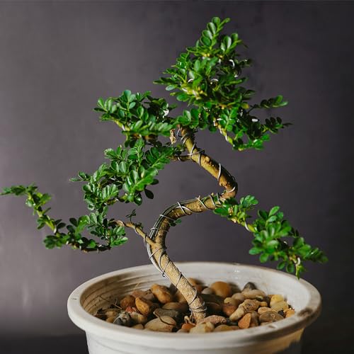 2mm Bonsai Trainingsdraad, 1 Roll Flower Wire Stengels Geanodiseerd Aluminium Boom Draad 16,4 Voeten Totaal voor Tuinieren Branch Bijlage, Zwart 5