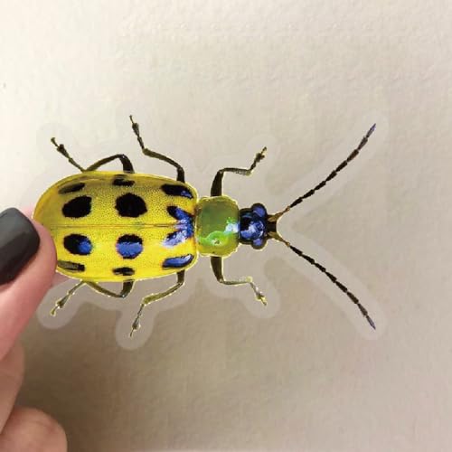 Insect Stickers voor tieners en volwassenen, 50 stuks, Insect Stickers voor tieners en volwassenen, Insecten, PET Vinylset, Auto, Motorfiets, Fiets, Skateboard, Snowboard, Bagage, Laptop, Koffer
