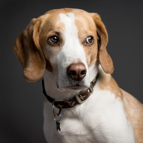 24 stuks 1 inch goud karabijnhaak, zinklegering veer O-ring sleutelhanger heek ronde sleutelhangers kleine sleutelhanger haak voor sleutels tassen portemonnee doe-het-zelf ambachten 5