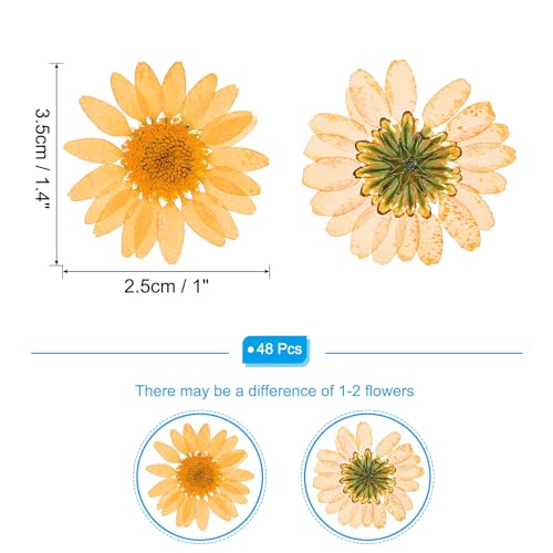 48 Stuks gedroogde geperste bloemen, natuurlijke madeliefjes, bloemen voor doe-het-zelf knutselen, Home Decoratie, Nagel decoratie, oranje