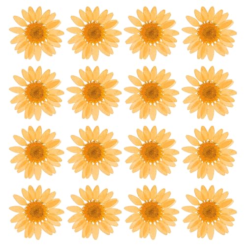 48 Stuks gedroogde geperste bloemen, natuurlijke madeliefjes, bloemen voor doe-het-zelf knutselen, Home Decoratie, Nagel decoratie, oranje