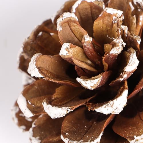 18 Kerstmis Decoratieve dennenappels, Natural White Pine kegels, Ornamenten, Miniaturen, Kerstmis Decoratie voor kerstboom, Tafel, Garland, Gift, Home, Tuin 3