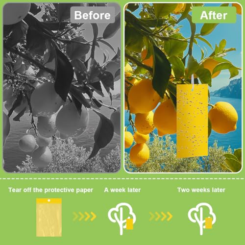 30 st Gele Begrafenis Gnats Control Stickers Vlieg Trap Gele Lijm Trap Schimmel Gnats Control Voor, Gele Panelen voor Binnen Planten, Ongediertebestrijding 5