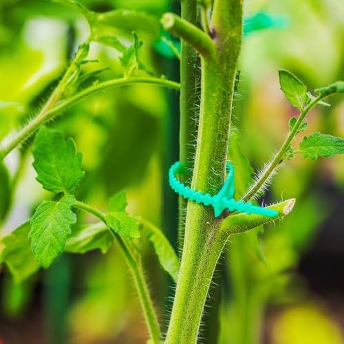 Vines Attachment, 200st Plastic Bonded Buckle Hooks Tuinieren Grapes Ondersteuning Strapping Clips Vaste haak Plant houder voor het beveiligen van druiven bloemen Groenten, Groen 5