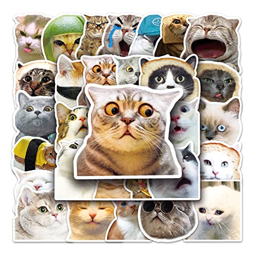 Meme Cat Sticker Set Stickers Kids Tieners 50 stuks Dieren Waterdichte Vinyl Stickers Laptop Skateboard Koffer Helm Auto Fiets mobiele telefoon Motorrijwiel Scrapbook