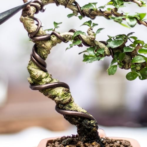 6mm x 19 voet bonsai training draad bloem draad stengels boom draad geanodiseerd aluminium boom draad voor het bevestigen van takken in de tuin, bruin 5