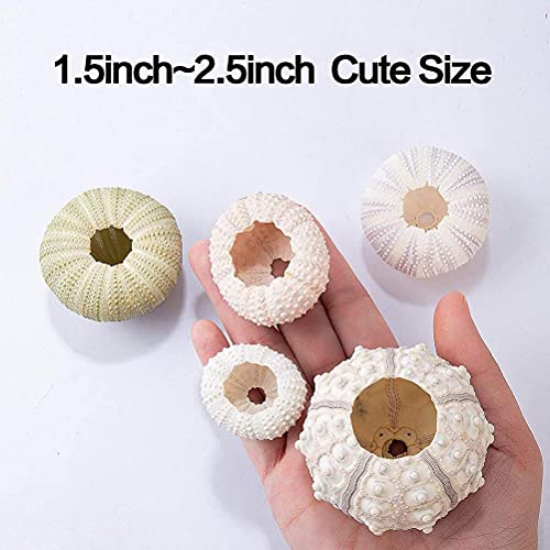 Zee-urchin Shell Air Plant Houders, Decoratieve Airplant Pot Tafelblad Succulent Display Container voor Home Garden Decor, Strand Themafeest Bevalt met Tillandsia, Pack van 5 4