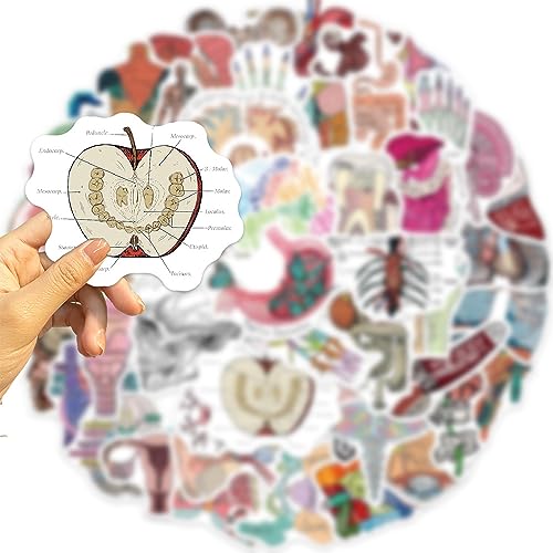 Anatomie van de Organen Sticker Set Stickers Kids Tieners 50 stuks waterdicht Vinyl Decals Laptop Skateboard Koffer Helm Auto Fiets mobiele telefoon Motorrijwiel Bike Scrapbook Cadeaudagboek 4
