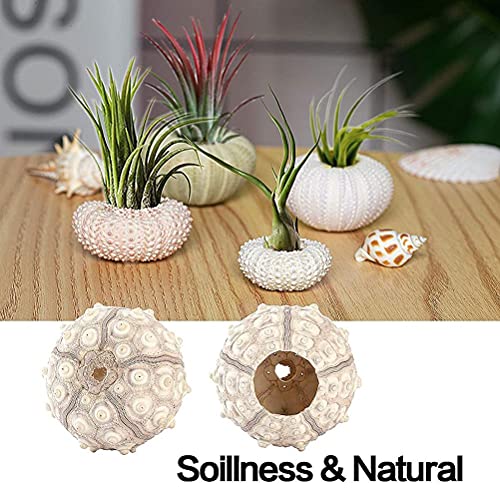 Zee-urchin Shell Air Plant Houders, Decoratieve Airplant Pot Tafelblad Succulent Display Container voor Home Garden Decor, Strand Themafeest Bevalt met Tillandsia, Pack van 5 5