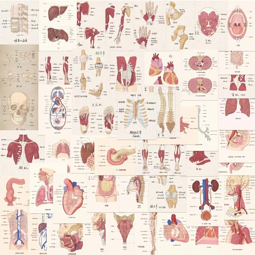Poster van Organen Sticker Set Stickers Kids Tieners 50 stuks Waterdichte Vinyl Stickers Laptop Skateboard Koffer Helm Auto Fiets mobiele telefoon Motorrijwiel Bike Scrapbook Cadeaudagboek