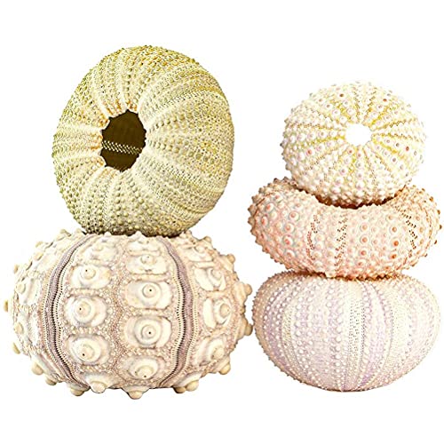 Zee-urchin Shell Air Plant Houders, Decoratieve Airplant Pot Tafelblad Succulent Display Container voor Home Garden Decor, Strand Themafeest Bevalt met Tillandsia, Pack van 5