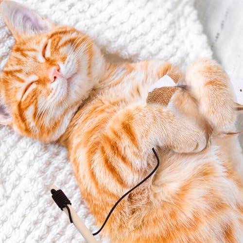 6st Interactieve Kattenspeelgoed, Kattenstok, Kattenspeelgoed Kitten, Kat Accessoires met Veren, Kattenspeelgoed voor Binnenkatten, Kattenspeelgoed Stick met Bell, Intelligente Speelgoed voor 5