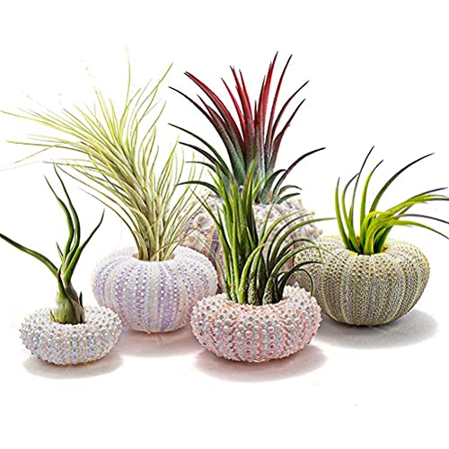 Zee-urchin Shell Air Plant Houders, Decoratieve Airplant Pot Tafelblad Succulent Display Container voor Home Garden Decor, Strand Themafeest Bevalt met Tillandsia, Pack van 5