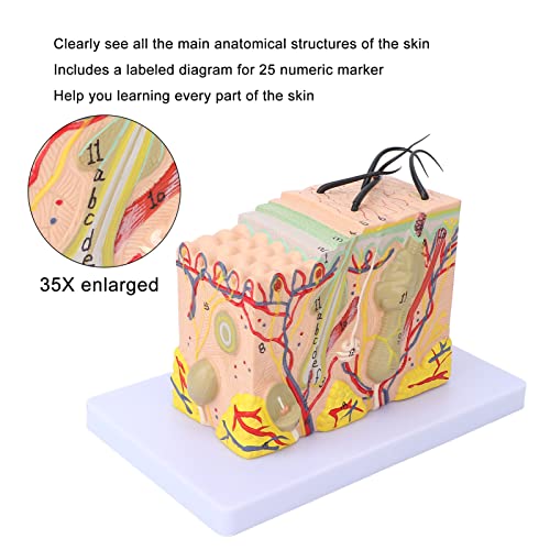 35X Vergroot Simulatie Human Skin Block Model, Human Skin and Hair Organ Anatomy Model Anatomical Anatomy Medical, Demontage Puzzel Assembling Speelgoed Medische Wetenschap Lestool