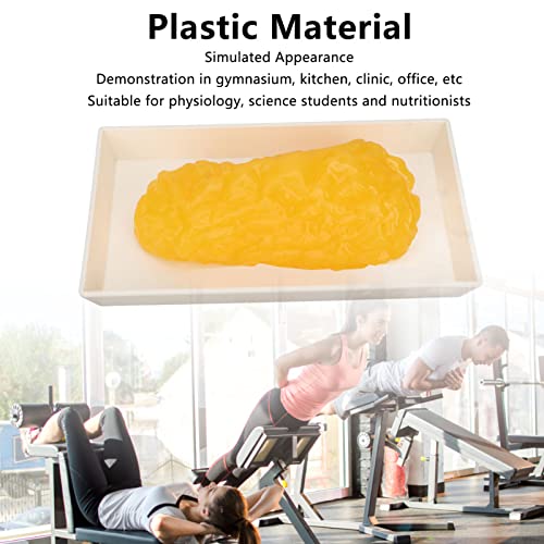 Fat Tissue Model,Authentic Human Body Fat Replica, Anatomical Model Human Body Fat Replica 1lb Demonstratie Model Fat Tissue for Nutritionist Science Cursus for Medical 3
