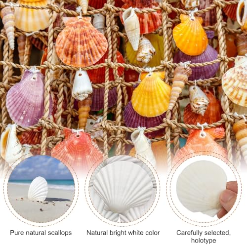 25 st. Natural White Scallop, 5-7cm Decoratieve grote natuurlijke schelpen, Duurzaamheid Natuurlijke Shell Dishes voor DIY ambachten, ambachten, bruiloft, decoratie, Strand Themafeest 3