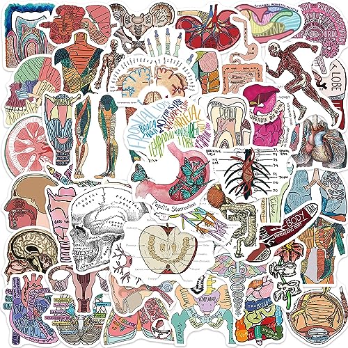Anatomie van de Organen Sticker Set Stickers Kids Tieners 50 stuks waterdicht Vinyl Decals Laptop Skateboard Koffer Helm Auto Fiets mobiele telefoon Motorrijwiel Bike Scrapbook Cadeaudagboek