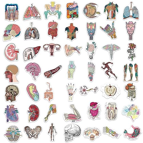 Anatomie van de Organen Sticker Set Stickers Kids Tieners 50 stuks waterdicht Vinyl Decals Laptop Skateboard Koffer Helm Auto Fiets mobiele telefoon Motorrijwiel Bike Scrapbook Cadeaudagboek